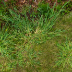 crabgrass weed