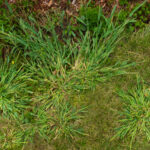 patchy lawn repair
