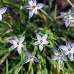 common weeds-spring starflower