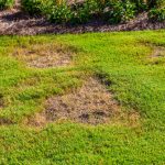 brown patch lawn disease