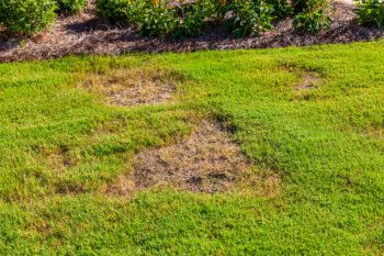 what causes dry patches in lawn?