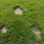 dollar spot lawn disease