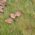 grey leaf spot lawn disease