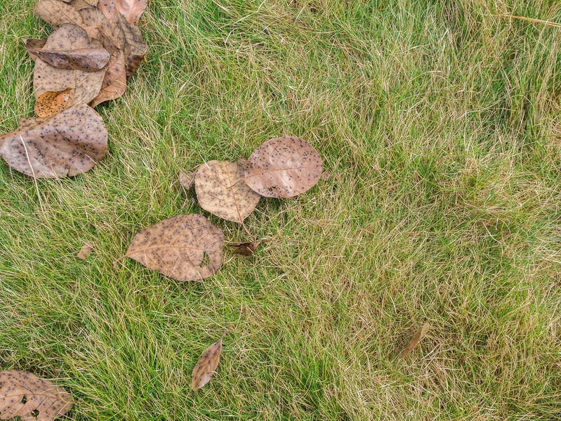gray leaf spot lawn disease