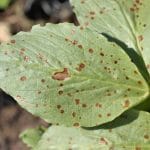 leaf spot lawn disease