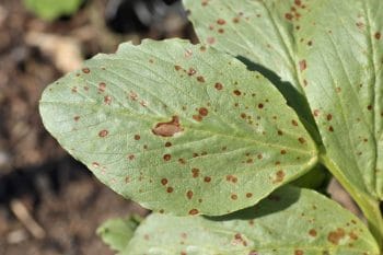 leaf spot lawn disease