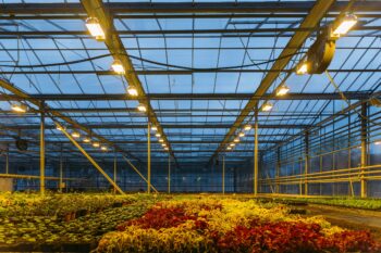 lighting options for a greenhouse