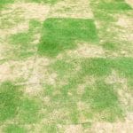 pythium lawn disease