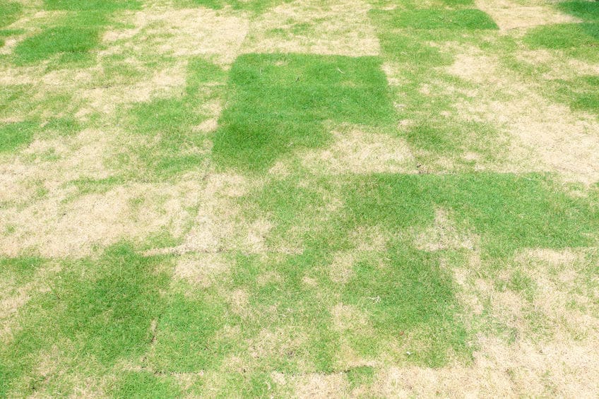 pythium lawn disease