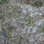 snow mold lawn disease