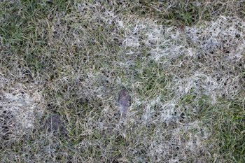 snow mold lawn disease