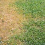 summer patch lawn disease
