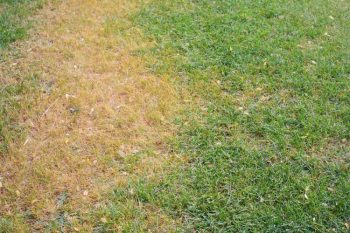  patch lawn disease