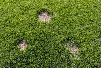 dollar spot lawn disease