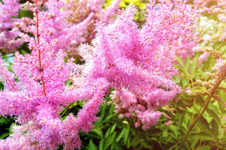 Astilbe flower