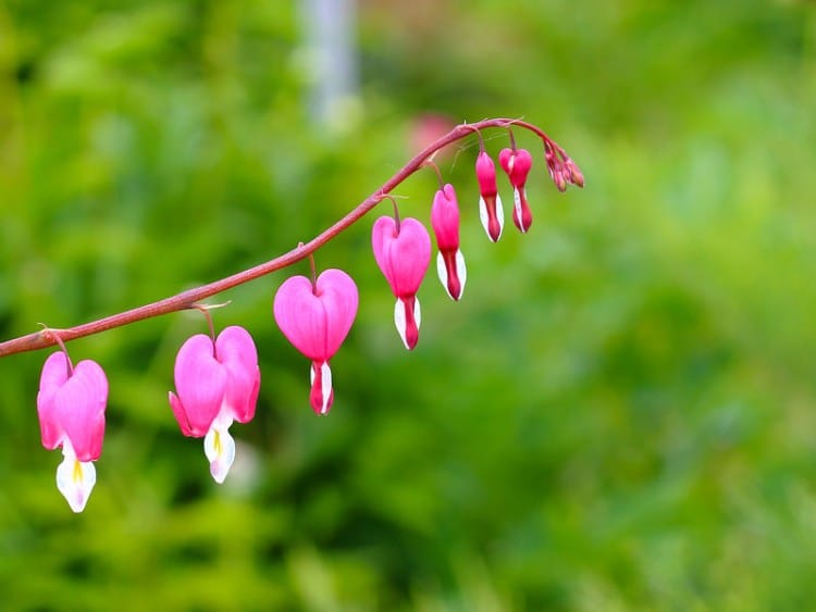 bleeding heart flower