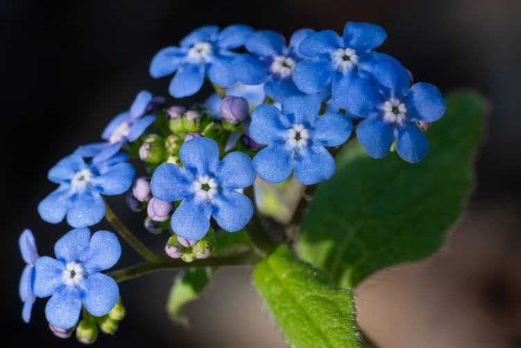 brunnera flower