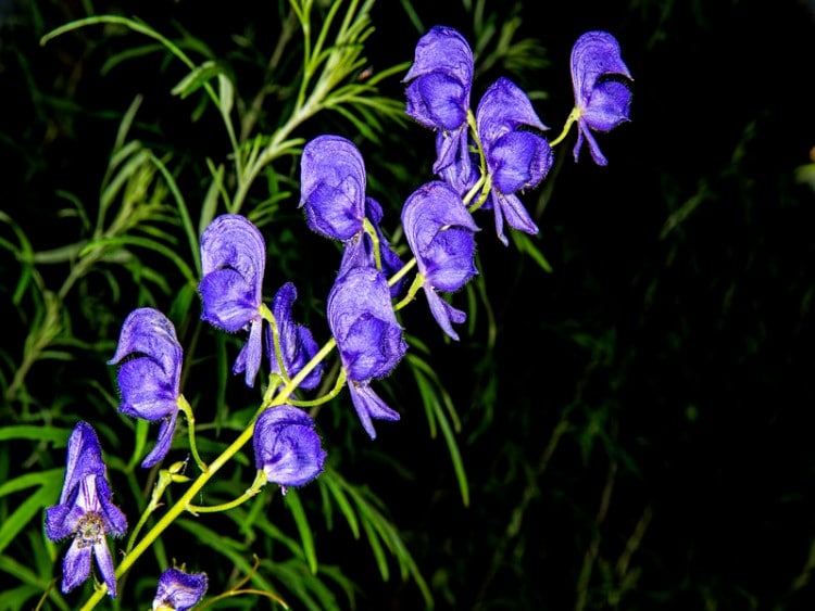 monkshood flower