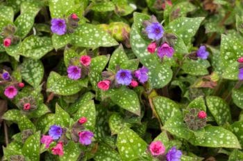 lungwort flower (pulmonaria)