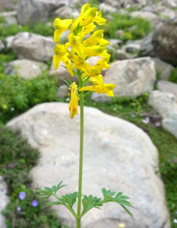 yellow corydalis flower