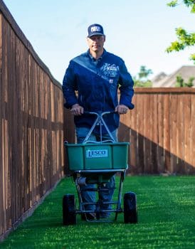 bermuda grass in Texas