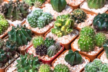 how to care for outdoor succulents in Texas