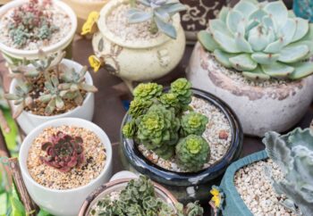 learn how to care for succulents