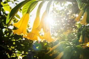 Angel's Trumpet Flower