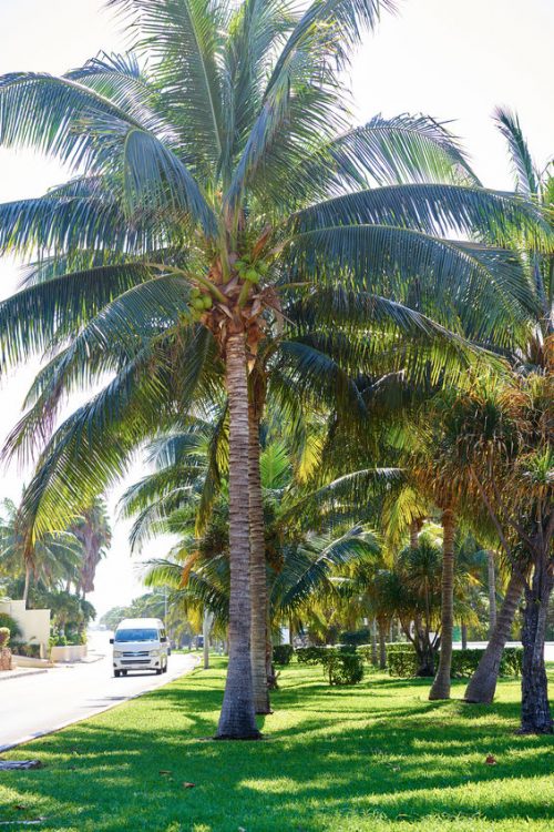 Blue Palm Tree