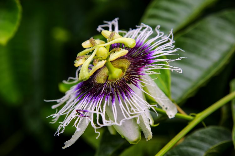 Passionflower