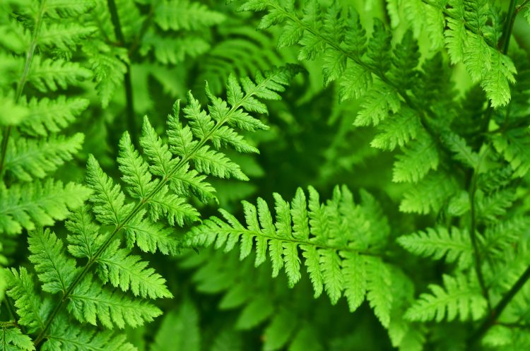 Soft Shield Fern