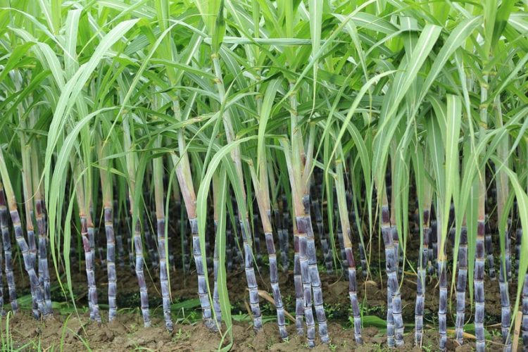 Sugarcane