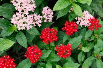 pentas flowers