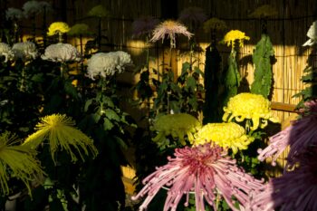 how lighting adds value to your night garden