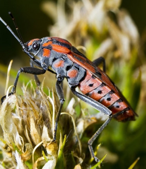 chinch bug zoysia pest