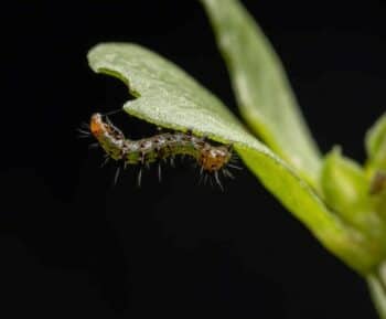 armyworm beneath a damaged leaf