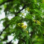 cascalote tree branch with green berries