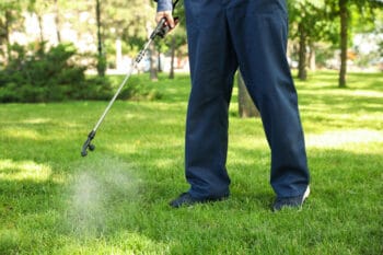 how to get rid of spider mites in lawn