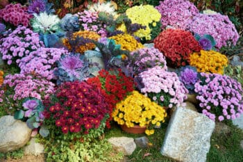 mix of multicolor chrysanthemum flowers