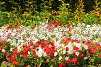 red and white petunias in garden
