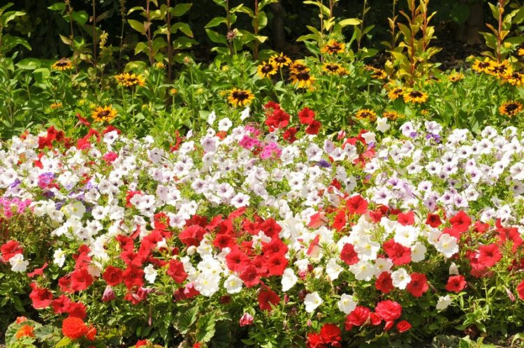 red and white petunias in garden