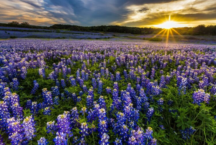 field of Texas bluebonnets with sunset in background