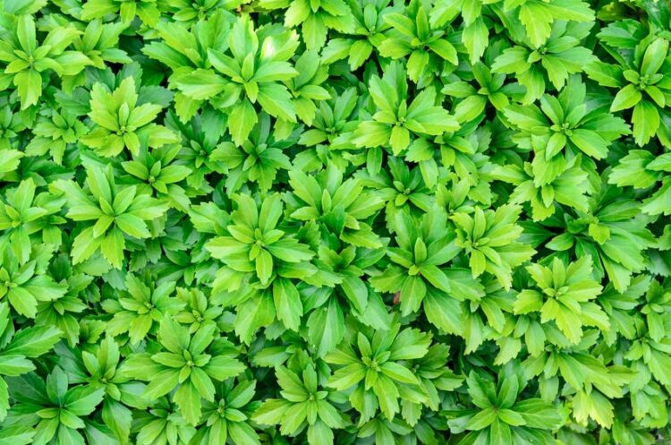 pachysandra