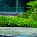 ground cover plants for texas