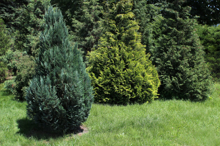 american arborvitae