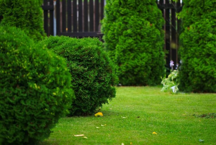 emerald green arborvitae