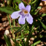 snake herb