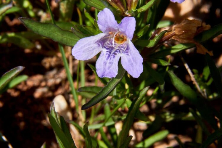 snake herb