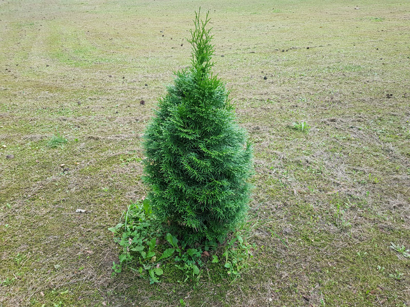 thuja green giant arborvitae