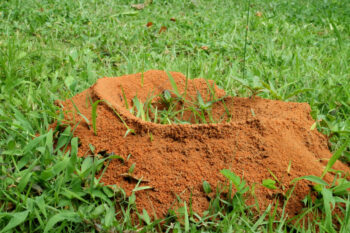 fire ant nest